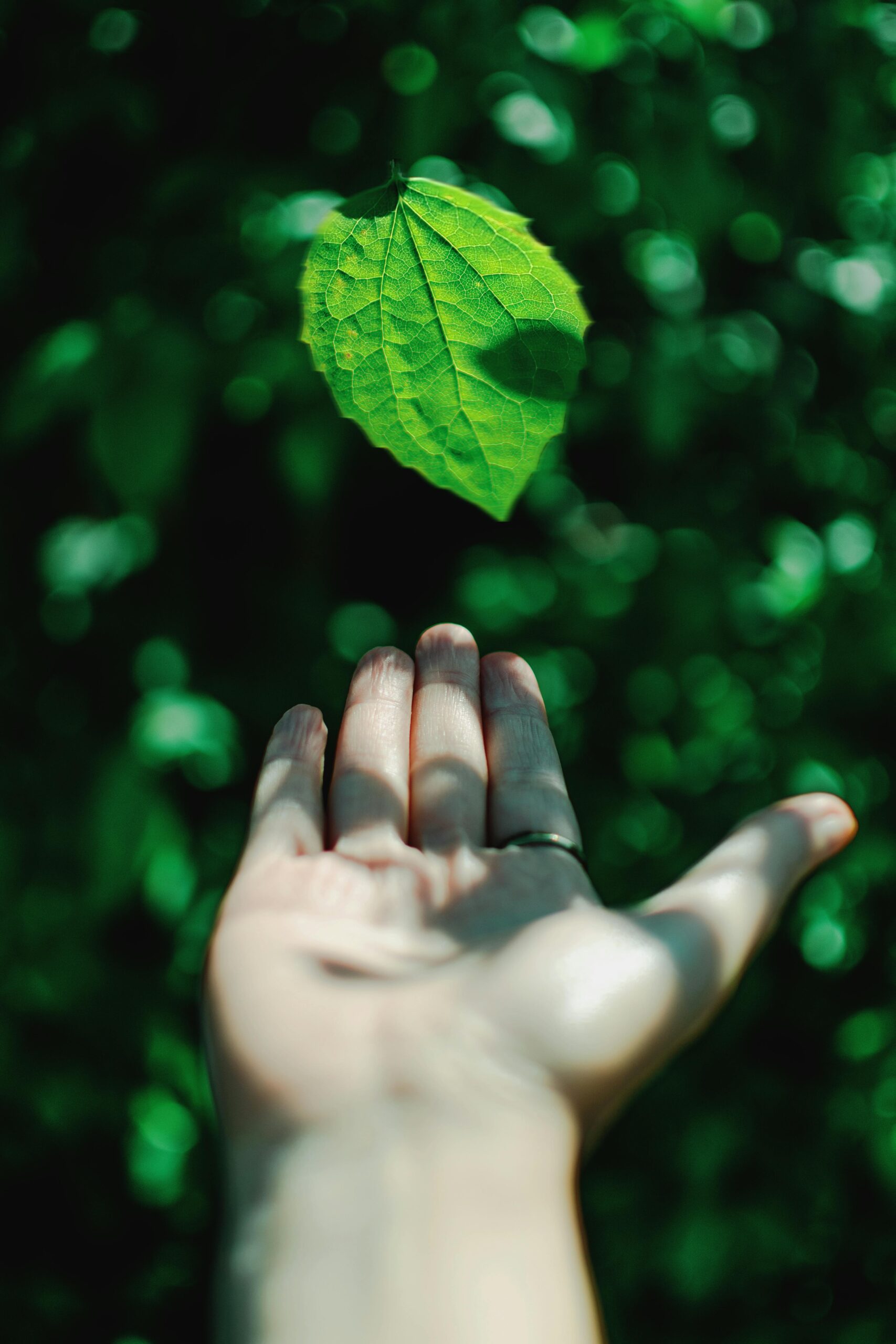 Close-up of a hand reaching out to a green leaf, showcasing nature's freshness.